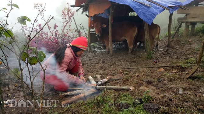 Chùm ảnh: Người dân Tây Bắc nhường áo rét mặc cho gia súc giữ ấm Chùm ảnh: Người dân Tây Bắc nhường áo rét mặc cho gia súc giữ ấm